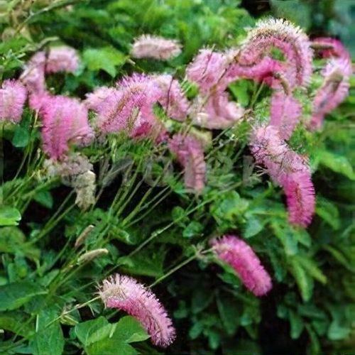 Pink Alaskan Burnet Flower seeds for Planting Compact Growth, Heirloom & GMO Free Seeds for Home Garden vegetable and garden seeds