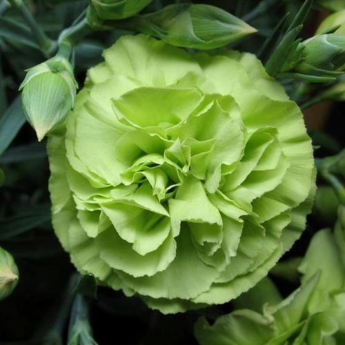 Carnation Dianthus Caryophyllu Flower seeds for Planting Fragrant Blossoms Heirloom & GMO Free Seeds for Home Garden