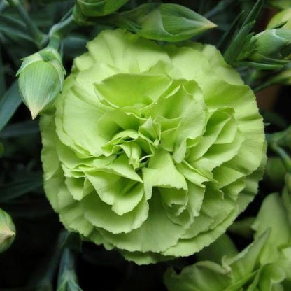 Carnation Dianthus Caryophyllu Flower seeds for Planting Fragrant Blossoms Heirloom & GMO Free Seeds for Home Garden
