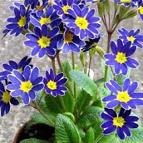 High quality Blue Yellow Pansy Flower seeds for Planting Seasonal Bloomer, Heirloom & GMO Free Seeds for Home Garden seeds pack