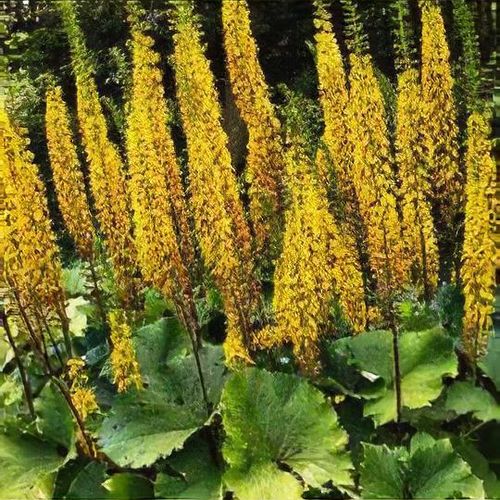 High quality Yellow Woolly Mullein Flower seeds for Planting Compact Growth, Heirloom & GMO Free Seeds for Home Garden seeds pack