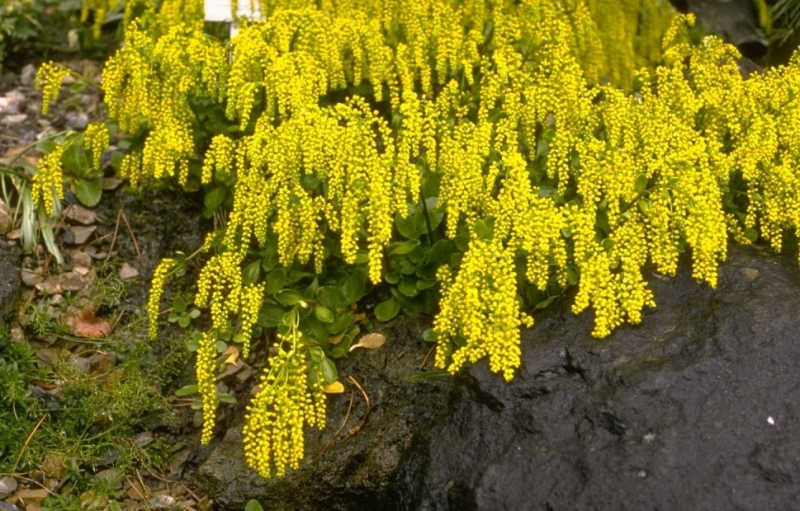 Yellow Chiastophyllum Flower seeds for Planting Cottage Garden Essential, Heirloom & GMO Free Seeds for Home Garden Sale vegetable and garden seeds