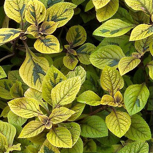 Coleus Yellow Flower seeds for Planting Pollinator Friendly, Heirloom & GMO Free Seeds for Home Garden seeds for planting