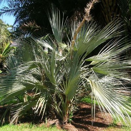 Green Nannorrhops Ritchiana Flower seeds for Planting Shade Tolerant, Heirloom & GMO Free Seeds for Home Garden vegetable and garden seeds