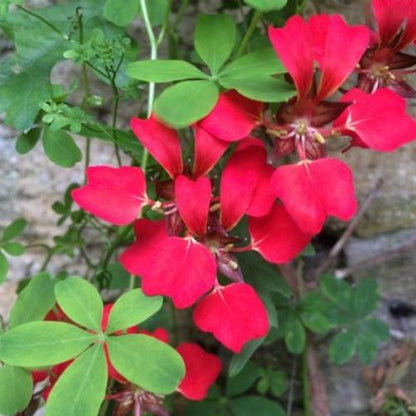 Heirloom Scottish Flame Flower seeds for Planting Colorful Display Heirloom & GMO Free Seeds for Home Garden