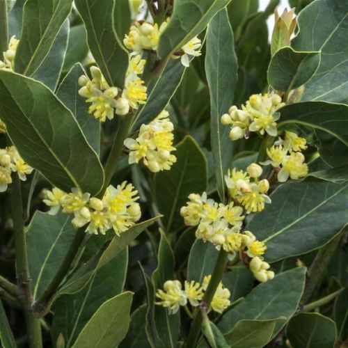 Laurus Nobilis Flower seeds for Planting Sun Loving, Heirloom & GMO Free Seeds for Home Garden vegetable and garden seeds