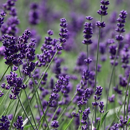 Munstead Lavender Flower seeds for Planting - Seasonal Bloomer, Heirloom & GMO Free Seeds for Home Garden