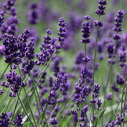 Munstead Lavender Flower seeds for Planting - Seasonal Bloomer, Heirloom & GMO Free Seeds for Home Garden