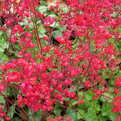 Pink Heuchera Flower seeds for Planting Seasonal Bloomer, Heirloom & GMO Free Seeds for Home Garden vegetable and garden seeds