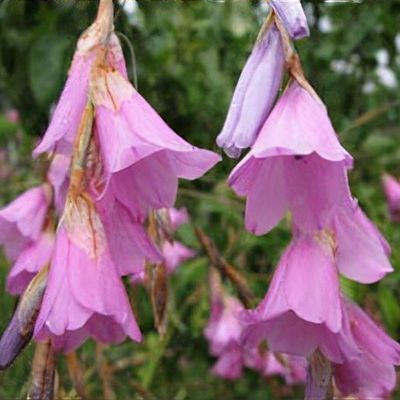Purple Dierama Pendulum Flower seeds for Planting Pollinator Friendly, Heirloom & GMO Free Seeds for Home Garden seeds for planting