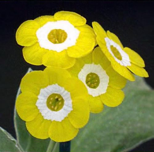 Premium Yellow Primula Auricula Flower seeds for Planting Pollinator Friendly, Heirloom & GMO Free Seeds for Home Garden seeds