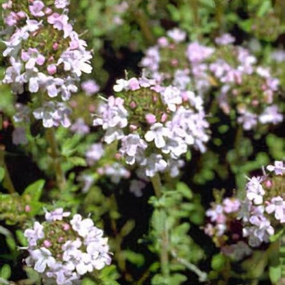 Thymus Fragrantissimu Flower seeds for Planting Cottage Garden Essential Heirloom & GMO Free Seeds for Home Garden
