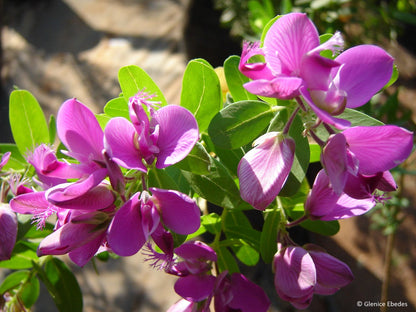 September Bush Flower seeds for Planting Cottage Garden Essential Heirloom & GMO Free Seeds for Home Garden