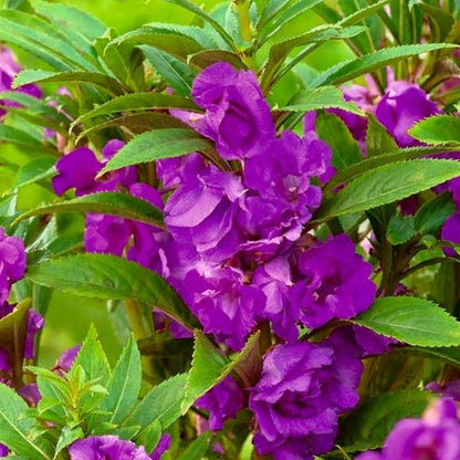 Germination process of Balsam Camellia Seeds