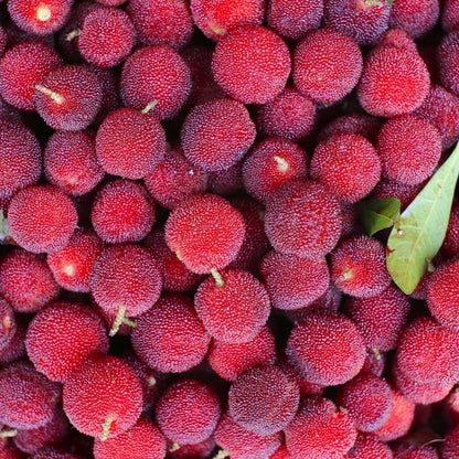 Planting Bayberry seeds in organic garden soil