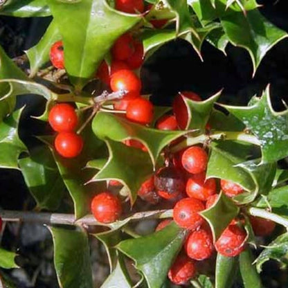 Holly Bush Plant Seeds & Planting Kit