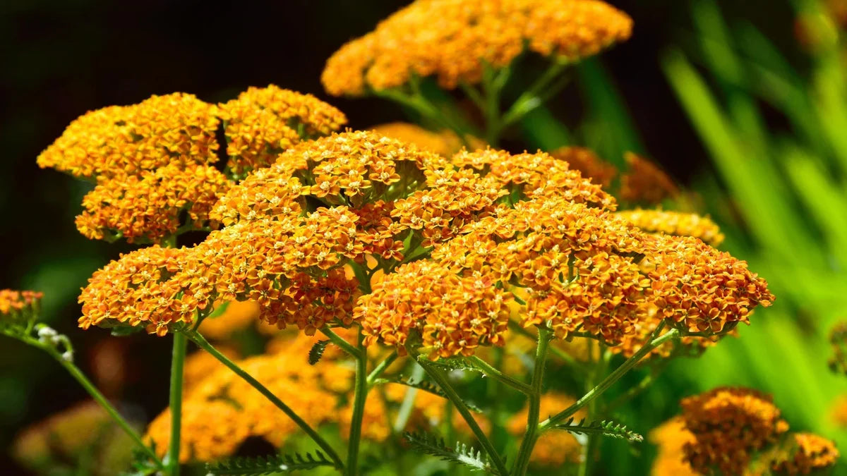 Achillea Flower seeds for Planting, Colorful Display Heirloom & GMO Free Seeds for Home Garden