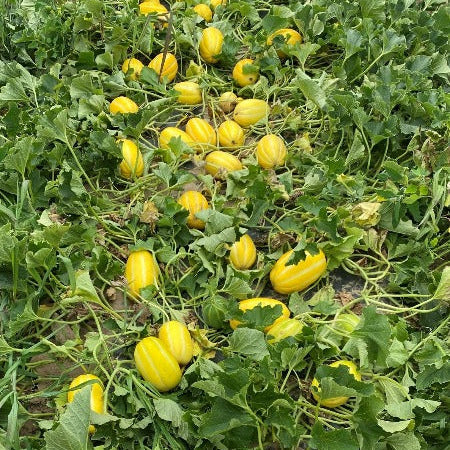 Step-by-step guide to planting Korean melon seeds