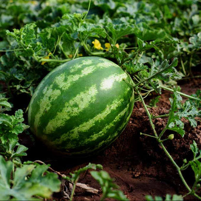 Step-by-step planting guide for green watermelon seeds