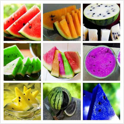 Planting watermelon seeds in backyard garden
