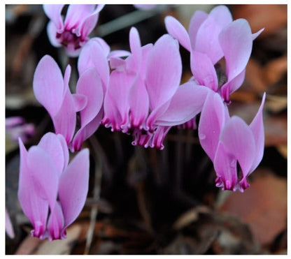 Violet Cyclamen Flower seeds for Planting Drought Tolerant Heirloom & GMO Free Seeds for Home Garden