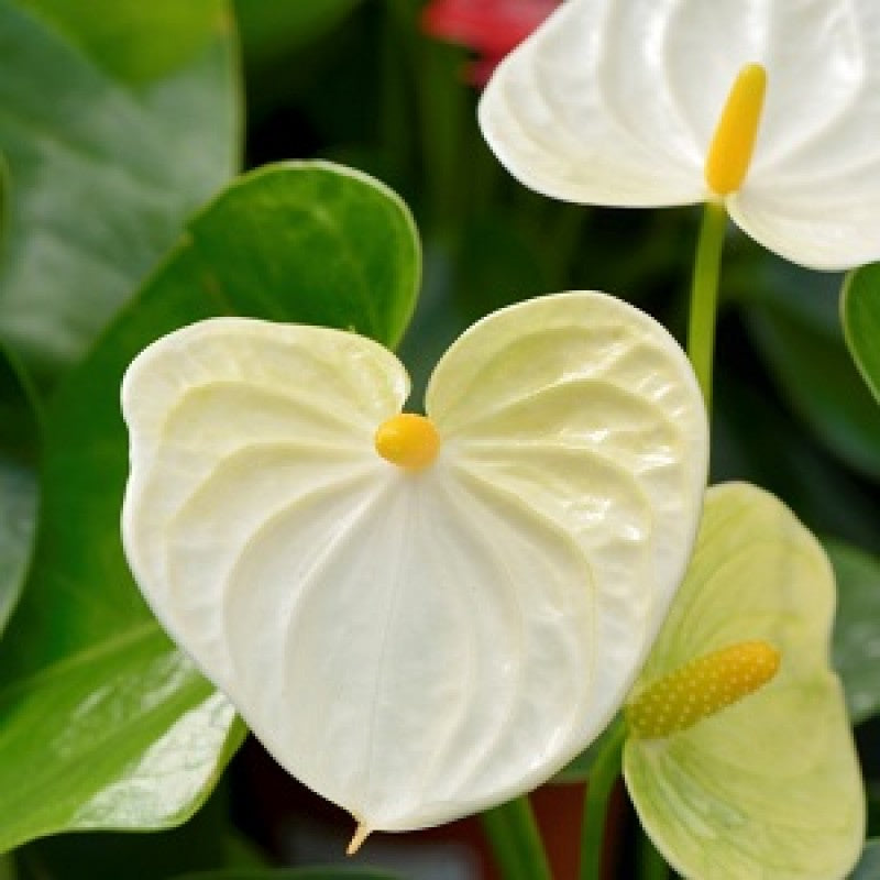 White Anthurium Linden Araceae Flower Seeds For Planting