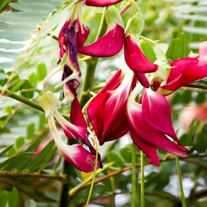 Sesbania Grandiflora Flower seeds for Planting Fragrant Blossoms Heirloom & GMO Free Seeds for Home Garden