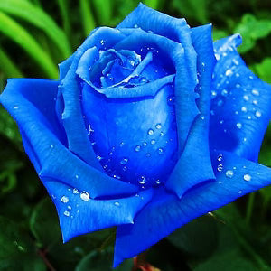 Premium Rainy Blue Rose Flower seeds for Planting Garden Favorite, Heirloom & GMO Free Seeds for Home Garden seeds
