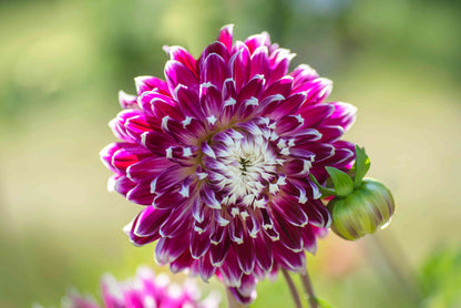 Ssp Arborescens Flower Seeds For Vibrant Blooms In Your Garden