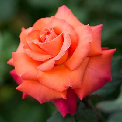 Premium Light Orange Rose Flower seeds for Planting Sun Loving, Heirloom & GMO Free Seeds for Home Garden seeds