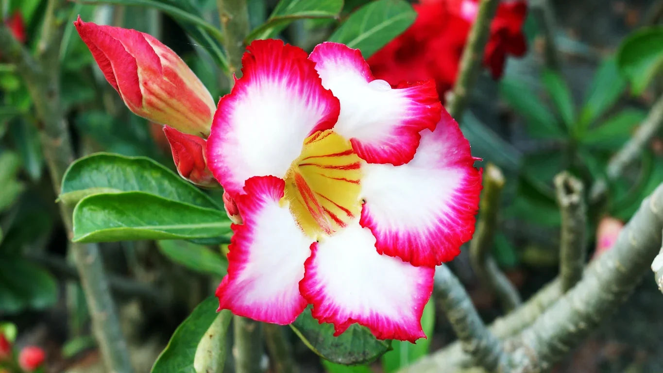 Premium Pink White Adenium Flower seeds for Planting Sun Loving, Heirloom & GMO Free Seeds for Home Garden seeds