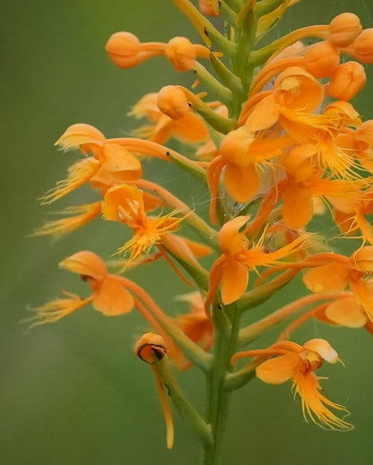 Orange Bell Orchid Flower Seeds for Planting