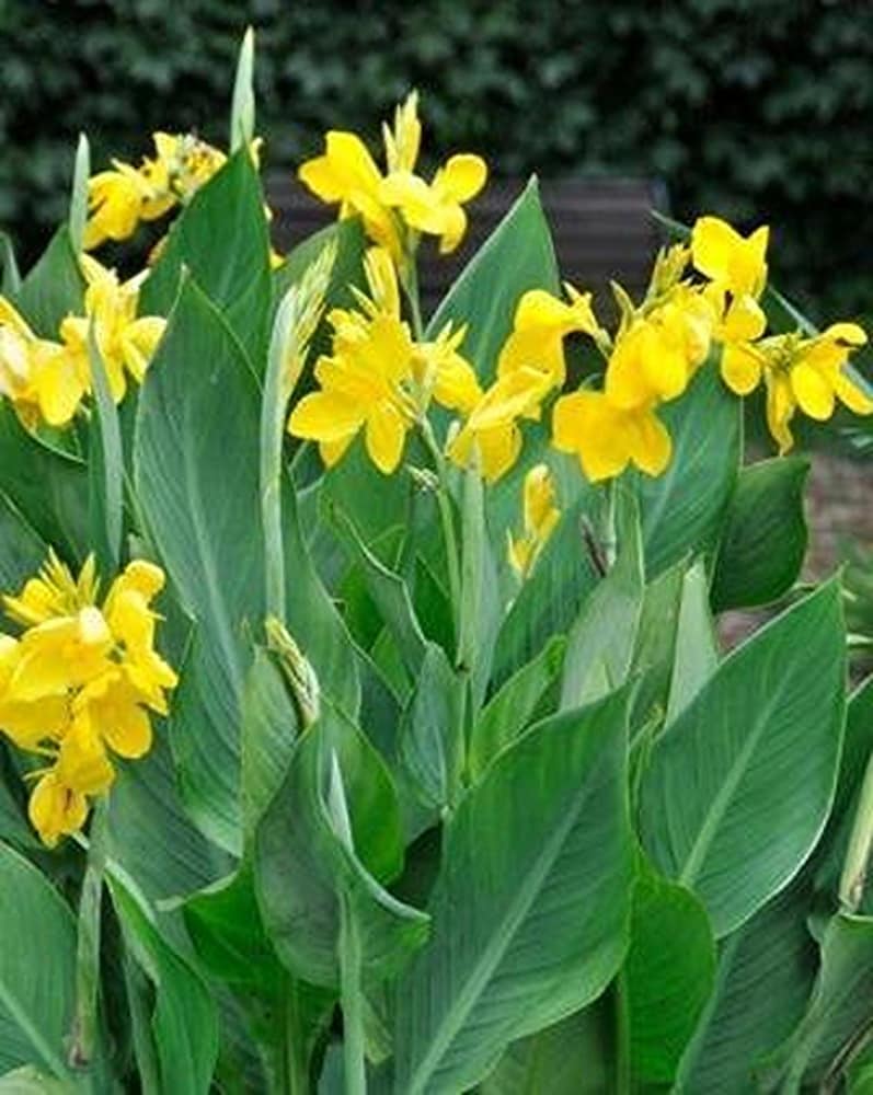 Premium Yellow Pretoria Flower seeds for Planting Premium Quality, Heirloom & GMO Free Seeds for Home Garden seeds