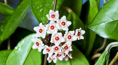 Hoya Kerrii Flower seeds for Planting Drought Tolerant Heirloom & GMO Free Seeds for Home Garden