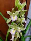 Green Cymbidium Flower seeds for Planting Bright Blooms, Heirloom & GMO Free Seeds for Home Garden seeds for planting