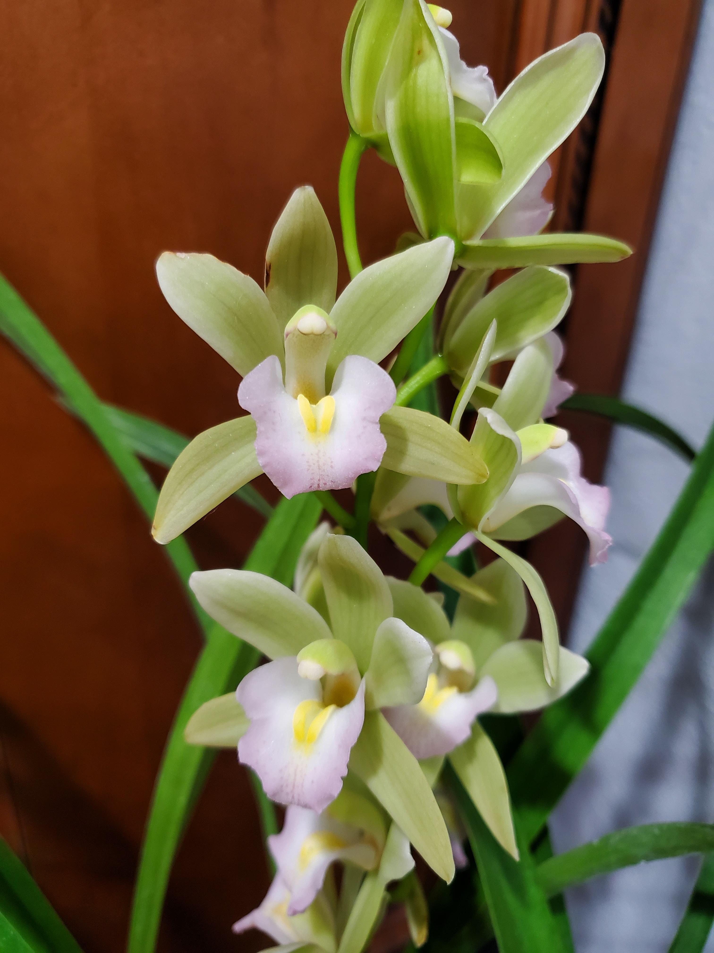 Green Cymbidium Flower seeds for Planting Bright Blooms, Heirloom & GMO Free Seeds for Home Garden seeds for planting