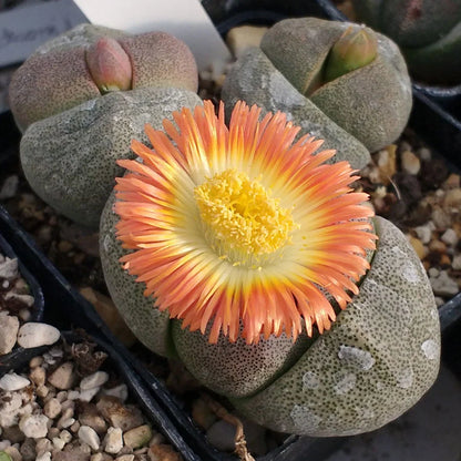 Pleiospilos Flower seeds for Planting Premium Quality Heirloom & GMO Free Seeds for Home Garden