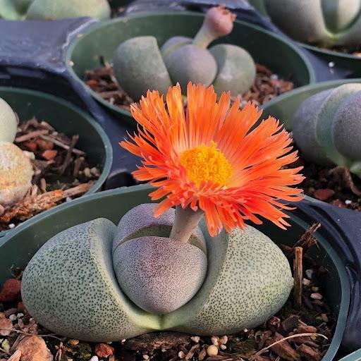Premium Pleiospilos Nelii Flower seeds for Planting Cottage Garden Essential, Heirloom & GMO Free Seeds for Home Garden seeds