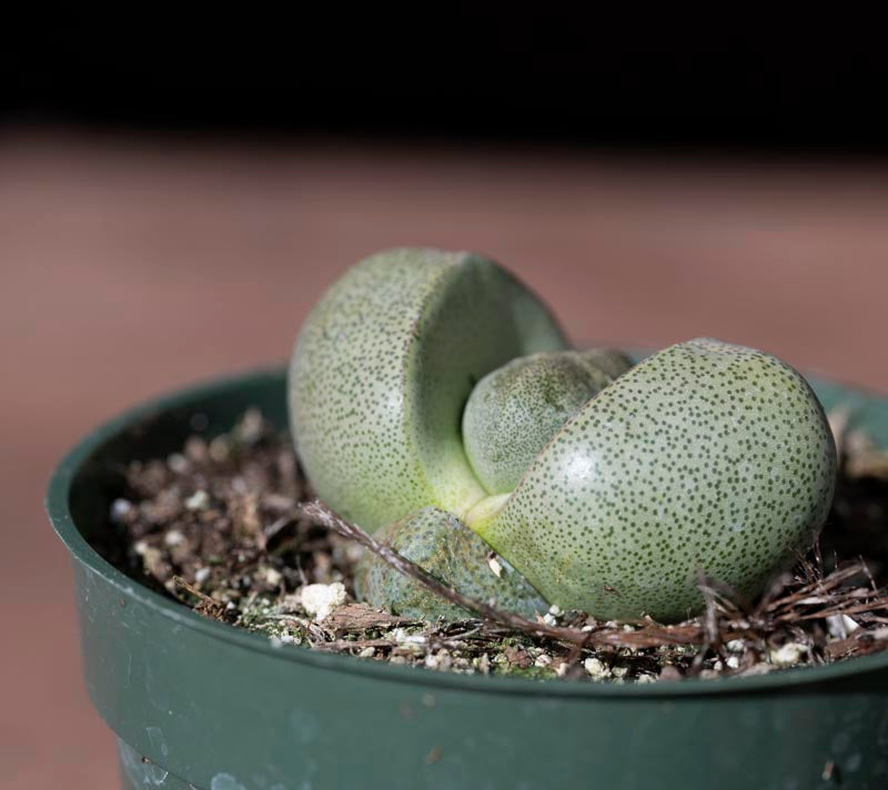 High quality Pleiospilos Nelii Flower seeds for Planting Cottage Garden Essential, Heirloom & GMO Free Seeds for Home Garden seeds pack