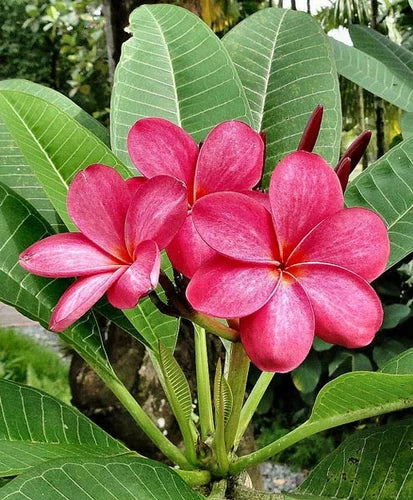 Rubra Flower seeds for Planting Premium Quality, Heirloom & GMO Free Seeds for Home Garden vegetable and garden seeds