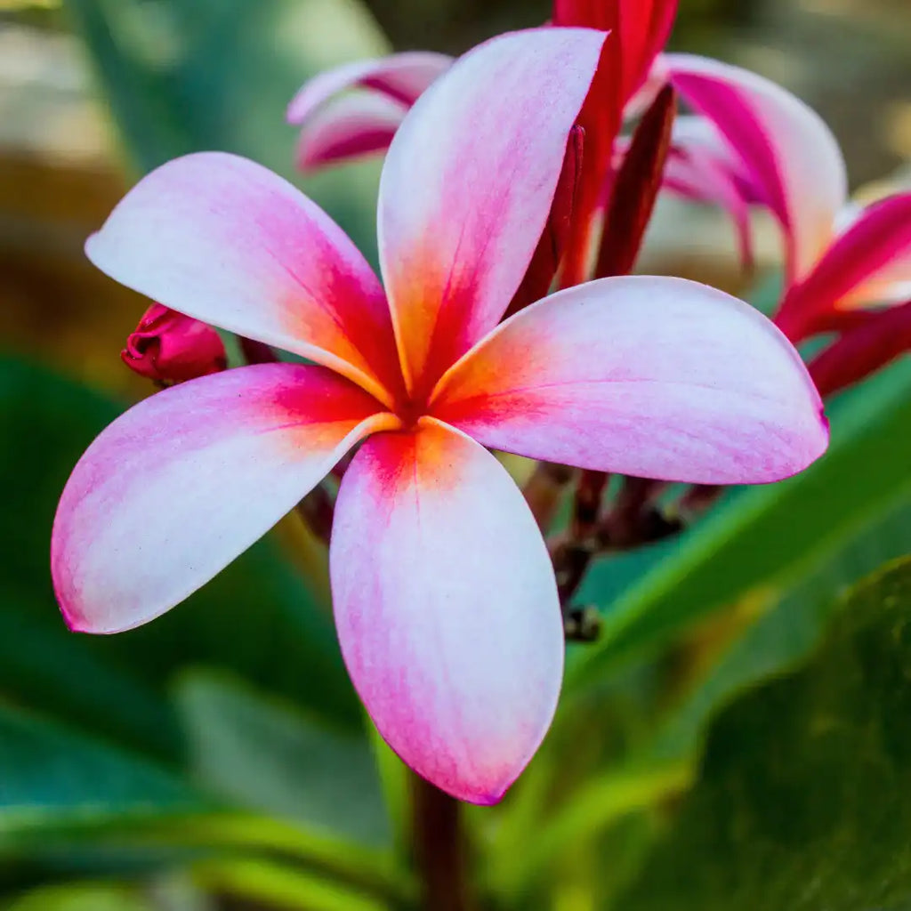 Pink & Yellow Egg Flower seeds for Planting Low Maintenance, Heirloom & GMO Free Seeds for Home Garden vegetable and garden seeds