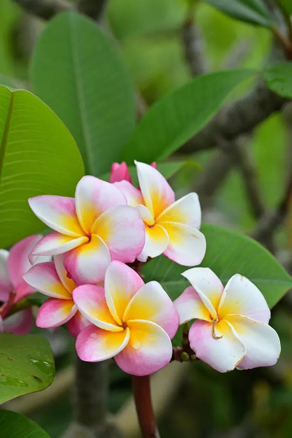 High quality Orange Frangipani Flower seeds for Planting Garden Favorite, Heirloom & GMO Free Seeds for Home Garden seeds pack