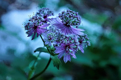 Premium Blue Astrantia Flower seeds for Planting Pollinator Friendly, Heirloom & GMO Free Seeds for Home Garden seeds