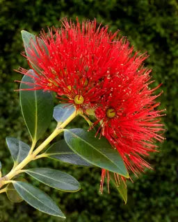 High quality Red Pohutukawa Flower seeds for Planting Seasonal Bloomer, Heirloom & GMO Free Seeds for Home Garden seeds pack