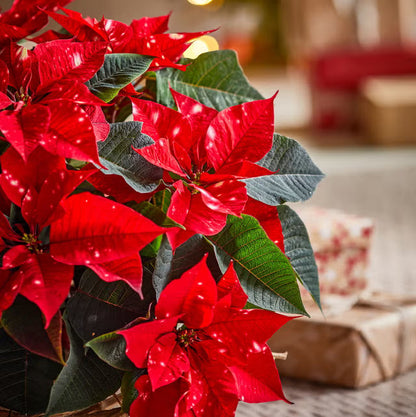 Poinsettia Flower seeds for Planting Easy to Grow Heirloom & GMO Free Seeds for Home Garden