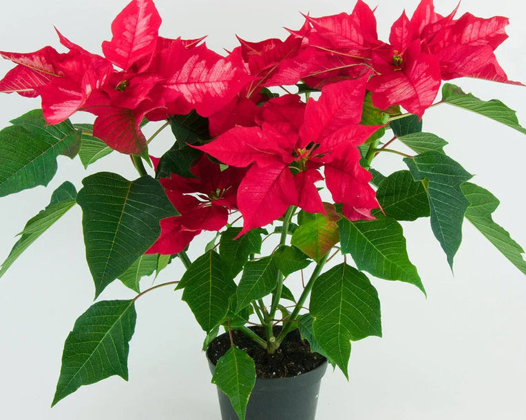 Poinsettia (Poinsettia Euphorbia) seeds for planting in home garden
