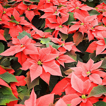 Poinsettia Flower seeds for Planting Premium Quality Heirloom & GMO Free Seeds for Home Garden