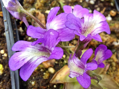 Pinguicula Poldinii Flower seeds for Planting Wildflower Mix Heirloom & GMO Free Seeds for Home Garden
