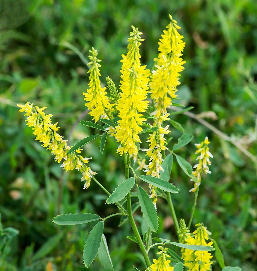 Bees and butterflies visiting Yellow Sweet Clover flowers
