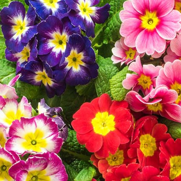 Heirloom Polyanthus Flower seeds for Planting Wildflower Mix Heirloom & GMO Free Seeds for Home Garden